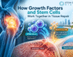 How Growth Factors and Stem Cells Work Together in Tissue Repair